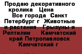 Продаю декоративного кролика › Цена ­ 500 - Все города, Санкт-Петербург г. Животные и растения » Грызуны и Рептилии   . Камчатский край,Петропавловск-Камчатский г.